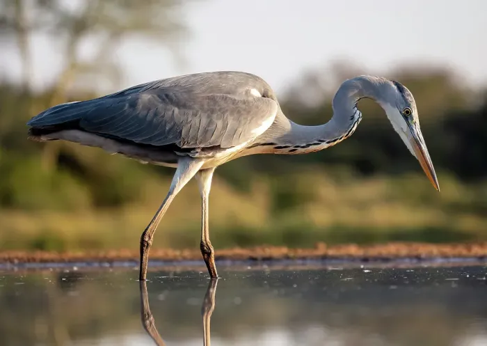 Framed Print : Grey heron, Zimanga Private Game Reserve, Natal, South Africa Framed Print : Grey heron, Zimanga Private Game Reserve, Natal, South Africa
