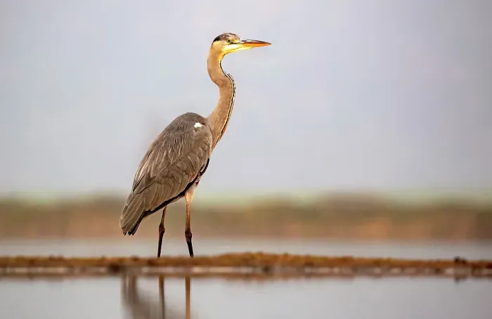 Framed Print : Grey heron, Zimanga Private Game Reserve, Natal, South Africa Framed Print : Grey heron, Zimanga Private Game Reserve, Natal, South Africa
