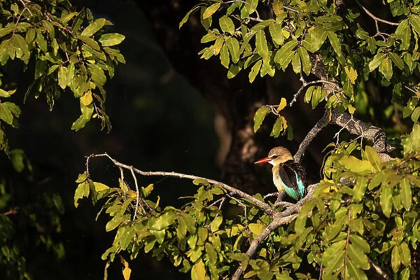 Grey Hooded Kingfisher, Chobe River, Botswana