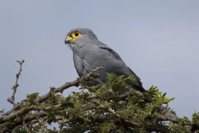 Framed Print : Grey Kestrel, Falco ardosiaceus, on a thorn tree in Serengeti, Tanzania Framed Print : Grey Kestrel, Falco ardosiaceus, on a thorn tree in Serengeti, Tanzania