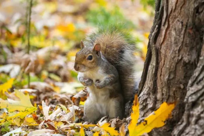 Framed Print : Grey squirrel. Alps, Piedmont, Italy Framed Print : Grey squirrel. Alps, Piedmont, Italy