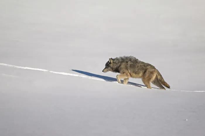 Framed Print : A grey wolf walkis in the snow in Yellowstone National Park, Wyoming, United States Framed Print : A grey wolf walkis in the snow in Yellowstone National Park, Wyoming, United States