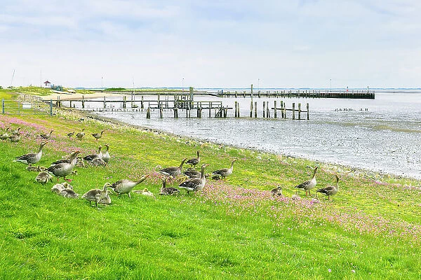 Greylag goose at Wadden sea. Amrum island, National Park Schleswig-Holsteinisches Wattenmeer, North Sea, North Friesland, Germany, Europe