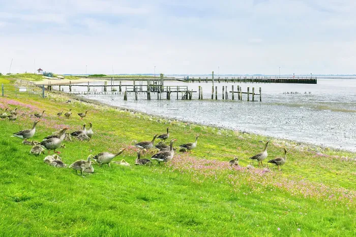 Framed Print : Greylag goose at Wadden sea. Amrum island, National Park Schleswig-Holsteinisches Wattenmeer, North Sea, North Friesland, Germany, Europe Framed Print : Greylag goose at Wadden sea. Amrum island, National Park Schleswig-Holsteinisches Wattenmeer, North Sea, North Friesland, Germany, Europe