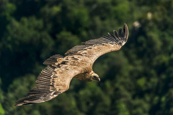Griffin flying above the gorges du Verdon, Provence, France