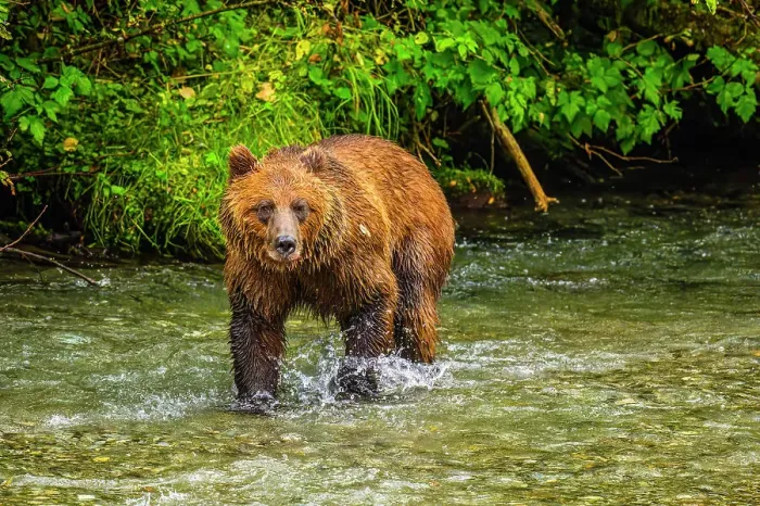 Framed Print : Grizzly bear / Alaskan brown bear (Ursus arctos) hunting spawning salmon, Fish Creek Wildlife Observation Site, Hyder, Alaska Framed Print : Grizzly bear / Alaskan brown bear (Ursus arctos) hunting spawning salmon, Fish Creek Wildlife Observation Site, Hyder, Alaska