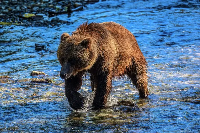 Framed Print : Grizzly bear / Alaskan brown bear (Ursus arctos) hunting spawning salmon, Fish Creek Wildlife Observation Site, Hyder, Alaska