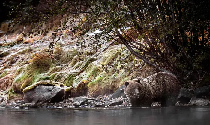 Framed Print : a grizzly bear in the autumn in Chilko Lake, British Columbia, Canada walking the shoreline in search of salmon Framed Print : a grizzly bear in the autumn in Chilko Lake, British Columbia, Canada walking the shoreline in search of salmon
