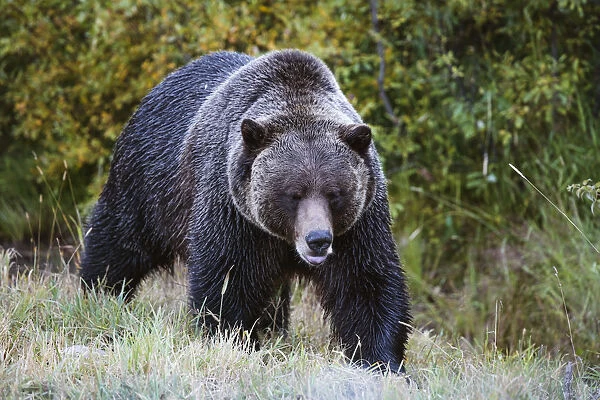 Grizzly Bear, Banff National Park, Alberta, Canada