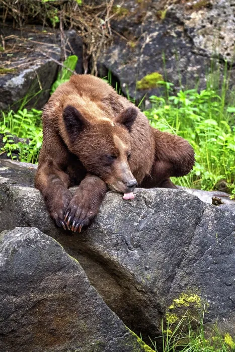 Framed Print : A grizzly bear resting on rocks in the Khutzeymateen Grizzly Bear Sanctuary in British Columbia, Canada Framed Print : A grizzly bear resting on rocks in the Khutzeymateen Grizzly Bear Sanctuary in British Columbia, Canada