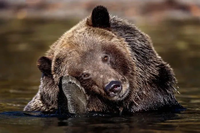 Framed Print : A grizzly bear scratches its head with its back paw while in the water fishing for salmon in Chilko Lake, British columbia, Canada Framed Print : A grizzly bear scratches its head with its back paw while in the water fishing for salmon in Chilko Lake, British columbia, Canada