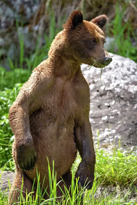 Framed Print : A grizzly bear stands with grass in its mouth in the Khutzeymateen Grizzly Bear Sanctuary in British Columbia, Canada Framed Print : A grizzly bear stands with grass in its mouth in the Khutzeymateen Grizzly Bear Sanctuary in British Columbia, Canada