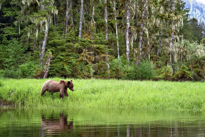 Framed Print : A grizzly bear stands at the water in the sedge grass in the Khutzeymateen Grizzly Bear Sanctuary, Canada Framed Print : A grizzly bear stands at the water in the sedge grass in the Khutzeymateen Grizzly Bear Sanctuary, Canada