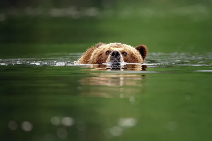 Framed Print : A grizzly bear swimming in the Khutzeymateen Grizzly Bear Sanctuary in British Columbia, Canada Framed Print : A grizzly bear swimming in the Khutzeymateen Grizzly Bear Sanctuary in British Columbia, Canada