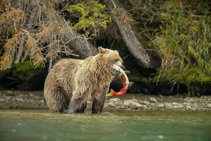 Framed Print : Grizzly bear (Ursus arctos)- Mother bear returning to shore with spawning sockeye salmon carcass retrieved from the Chilko River, Chilcotin Wilderness, BC Interior, Canada Framed Print : Grizzly bear (Ursus arctos)- Mother bear returning to shore with spawning sockeye salmon carcass retrieved from the Chilko River, Chilcotin Wilderness, BC Interior, Canada