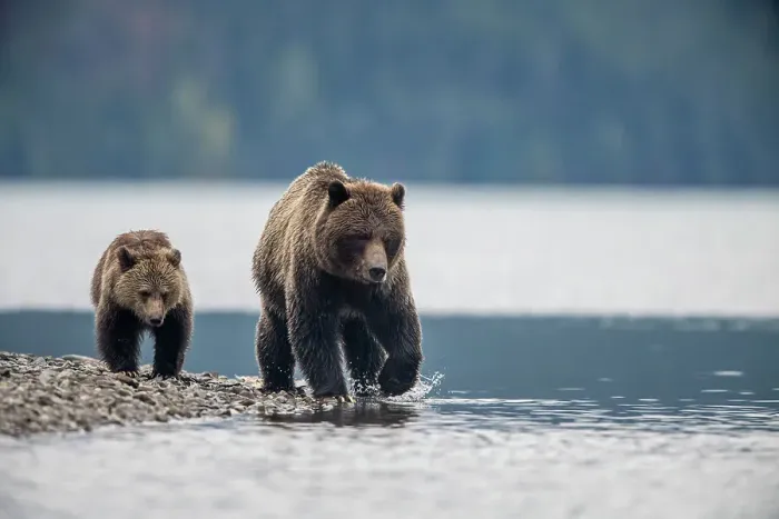 Framed Print : Grizzly bear (Ursus arctos)- Attracted to a sockeye salmon run in the Chilko River, Chilcotin Wilderness, BC Interior, Canada Framed Print : Grizzly bear (Ursus arctos)- Attracted to a sockeye salmon run in the Chilko River, Chilcotin Wilderness, BC Interior, Canada