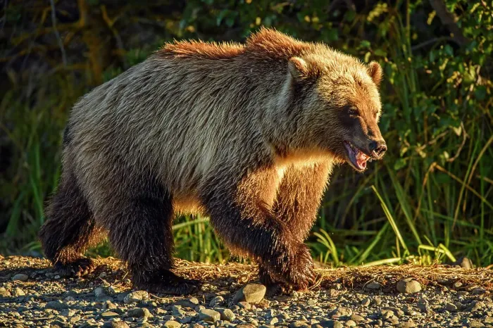 Framed Print : Grizzly bear (Ursus arctos)- Attracted to a sockeye salmon run in the Chilko River, Chilcotin Wilderness, BC Interior, Canada Framed Print : Grizzly bear (Ursus arctos)- Attracted to a sockeye salmon run in the Chilko River, Chilcotin Wilderness, BC Interior, Canada
