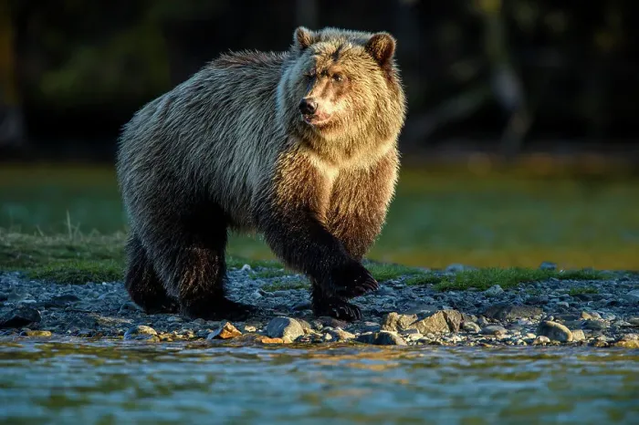 Framed Print : Grizzly bear (Ursus arctos)- Attracted to a sockeye salmon run in the Chilko River, Chilcotin Wilderness, BC Interior, Canada Framed Print : Grizzly bear (Ursus arctos)- Attracted to a sockeye salmon run in the Chilko River, Chilcotin Wilderness, BC Interior, Canada