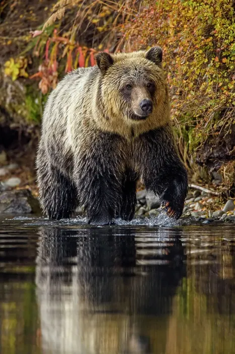 Framed Print : Grizzly bear (Ursus arctos)- Attracted to a sockeye salmon run in the Chilko River, Chilcotin Wilderness, Ontario, Canada Framed Print : Grizzly bear (Ursus arctos)- Attracted to a sockeye salmon run in the Chilko River, Chilcotin Wilderness, Ontario, Canada