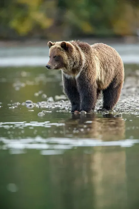Framed Print : Grizzly bear (Ursus arctos)- Attracted to a sockeye salmon run in the Chilko River, Chilcotin Wilderness, BC Interior, Canada Framed Print : Grizzly bear (Ursus arctos)- Attracted to a sockeye salmon run in the Chilko River, Chilcotin Wilderness, BC Interior, Canada