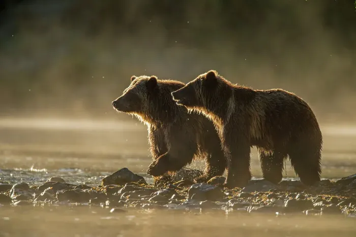 Framed Print : Grizzly bear (Ursus arctos)- Attracted to a sockeye salmon run in the Chilko River, Chilcotin Wilderness, BC Interior, Canada Framed Print : Grizzly bear (Ursus arctos)- Attracted to a sockeye salmon run in the Chilko River, Chilcotin Wilderness, BC Interior, Canada