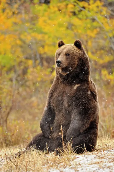 Framed Print : Grizzly bear (Ursus arctos)- captive raised, Bozeman, Montana, USA