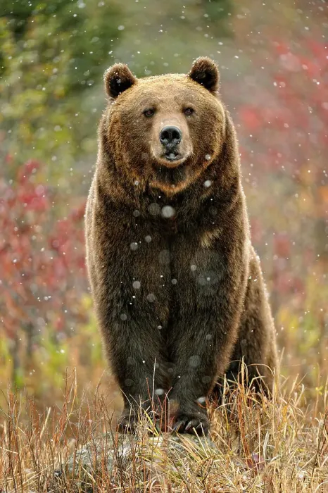 Framed Print : Grizzly bear (Ursus arctos)- captive raised, Bozeman, Montana, USA Framed Print : Grizzly bear (Ursus arctos)- captive raised, Bozeman, Montana, USA