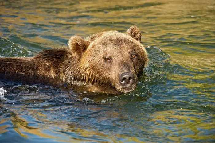 Framed Print : Grizzly bear (Ursus arctos)- captive raised, Bozeman, Montana, USA