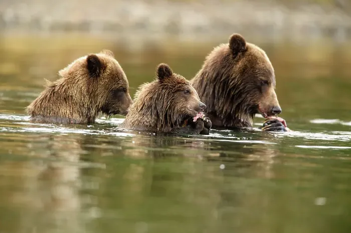 Framed Print : Grizzly bear (Ursus arctos)- Eating sockeye salmon in the Chilko River, Chilcotin Wilderness, BC Interior, Canada Framed Print : Grizzly bear (Ursus arctos)- Eating sockeye salmon in the Chilko River, Chilcotin Wilderness, BC Interior, Canada