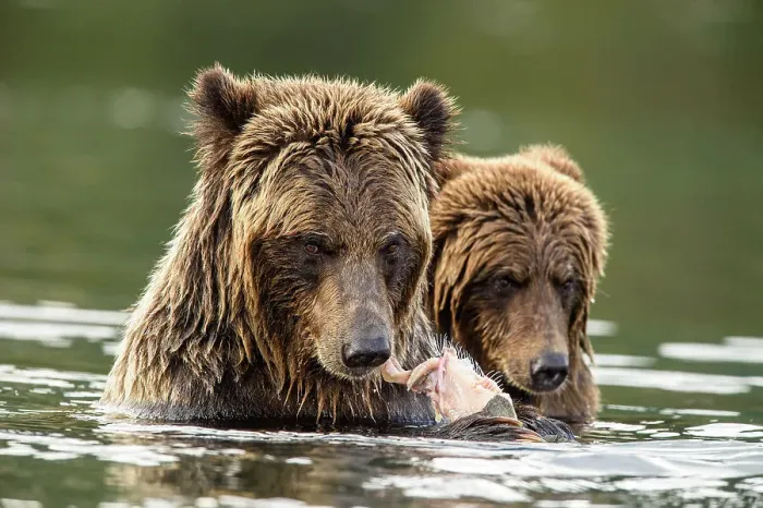 Framed Print : Grizzly bear (Ursus arctos)- Eating sockeye salmon in the Chilko River, Chilcotin Wilderness, Ontario, Canada Framed Print : Grizzly bear (Ursus arctos)- Eating sockeye salmon in the Chilko River, Chilcotin Wilderness, Ontario, Canada