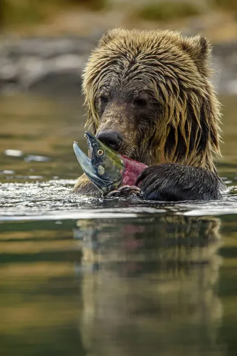 Framed Print : Grizzly bear (Ursus arctos)- Eating sockeye salmon in the Chilko River, Chilcotin Wilderness, BC Interior, Canada Framed Print : Grizzly bear (Ursus arctos)- Eating sockeye salmon in the Chilko River, Chilcotin Wilderness, BC Interior, Canada