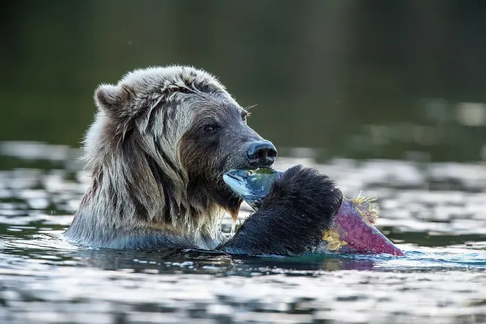 Framed Print : Grizzly bear (Ursus arctos)- Eating sockeye salmon in the Chilko River, Chilcotin Wilderness, BC Interior, Canada Framed Print : Grizzly bear (Ursus arctos)- Eating sockeye salmon in the Chilko River, Chilcotin Wilderness, BC Interior, Canada