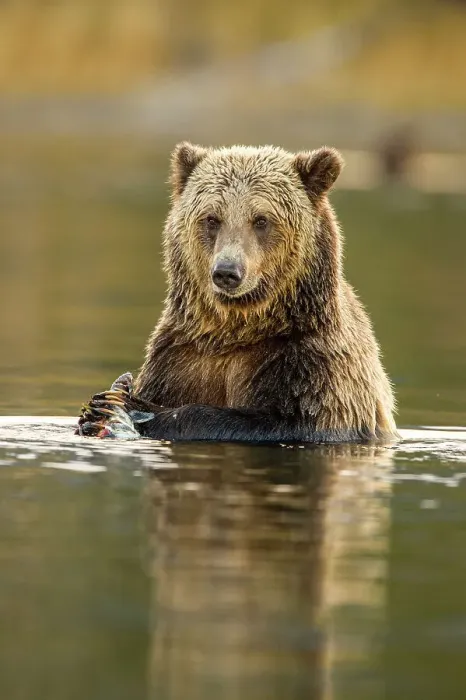 Framed Print : Grizzly bear (Ursus arctos)- Eating sockeye salmon in the Chilko River, Chilcotin Wilderness, BC Interior, Canada Framed Print : Grizzly bear (Ursus arctos)- Eating sockeye salmon in the Chilko River, Chilcotin Wilderness, BC Interior, Canada