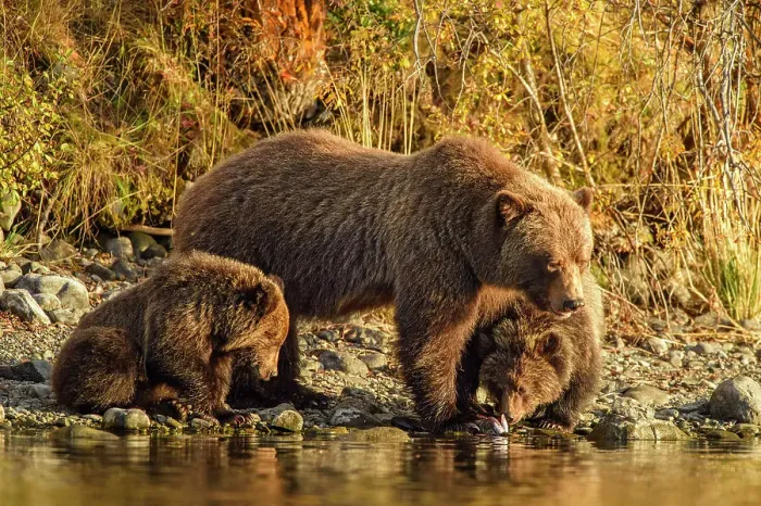 Framed Print : Grizzly bear (Ursus arctos)- Family hunting for spawning sockeye salmon along shore of the Chilko River, Chilcotin Wilderness, BC Interior, Canada Framed Print : Grizzly bear (Ursus arctos)- Family hunting for spawning sockeye salmon along shore of the Chilko River, Chilcotin Wilderness, BC Interior, Canada