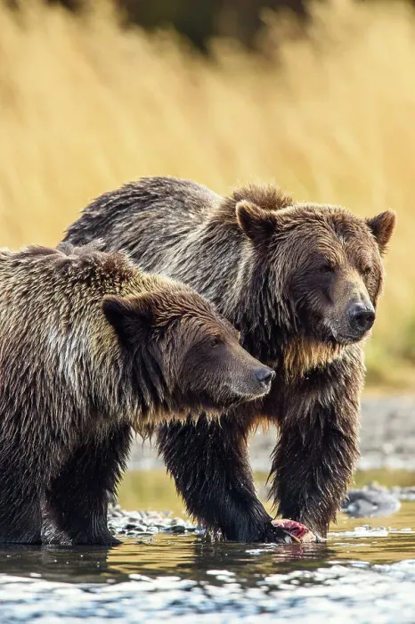 Framed Print : Grizzly bear (Ursus arctos)- Family hunting for spawning sockeye salmon along shore of the Chilko River, Chilcotin Wilderness, BC Interior, Canada Framed Print : Grizzly bear (Ursus arctos)- Family hunting for spawning sockeye salmon along shore of the Chilko River, Chilcotin Wilderness, BC Interior, Canada