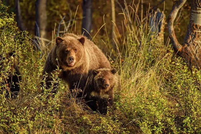 Framed Print : Grizzly bear (Ursus arctos)- Family of mother and cubs resting in the woods above the Chilko River, Chilcotin Wilderness, BC Interior, Canada Framed Print : Grizzly bear (Ursus arctos)- Family of mother and cubs resting in the woods above the Chilko River, Chilcotin Wilderness, BC Interior, Canada