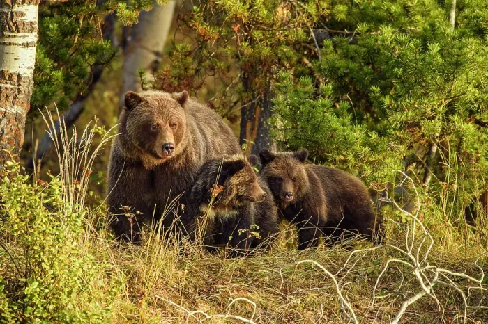 Framed Print : Grizzly bear (Ursus arctos)- Family of mother and cubs resting in the woods above the Chilko River, Chilcotin Wilderness, BC Interior, Canada Framed Print : Grizzly bear (Ursus arctos)- Family of mother and cubs resting in the woods above the Chilko River, Chilcotin Wilderness, BC Interior, Canada