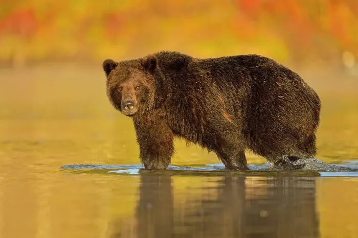 Framed Print : Grizzly bear (Ursus arctos)- Feeding on a sockeye salmon run, Chilcotin Wilderness, BC Interior, Canada Framed Print : Grizzly bear (Ursus arctos)- Feeding on a sockeye salmon run, Chilcotin Wilderness, BC Interior, Canada