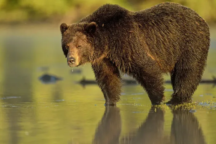 Framed Print : Grizzly bear (Ursus arctos)- Feeding on a sockeye salmon run, Chilcotin Wilderness, BC Interior, Canada Framed Print : Grizzly bear (Ursus arctos)- Feeding on a sockeye salmon run, Chilcotin Wilderness, BC Interior, Canada