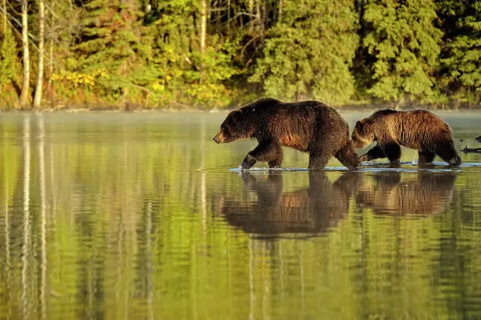 Framed Print : Grizzly bear (Ursus arctos)- Feeding on a sockeye salmon run, Chilcotin Wilderness, BC Interior, Canada Framed Print : Grizzly bear (Ursus arctos)- Feeding on a sockeye salmon run, Chilcotin Wilderness, BC Interior, Canada