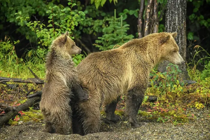 Framed Print : Grizzly bear (Ursus arctos)- Female and cub alert to the presence of a rival family along shore of the Chilko River, Chilcotin Wilderness, BC Interior, Canada Framed Print : Grizzly bear (Ursus arctos)- Female and cub alert to the presence of a rival family along shore of the Chilko River, Chilcotin Wilderness, BC Interior, Canada