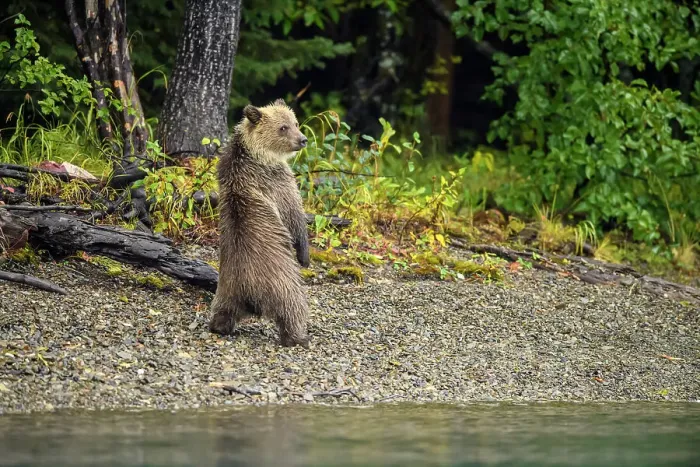 Framed Print : Grizzly bear (Ursus arctos)- Female and cub alert to the presence of a rival family along shore of the Chilko River, Chilcotin Wilderness, BC Interior, Canada