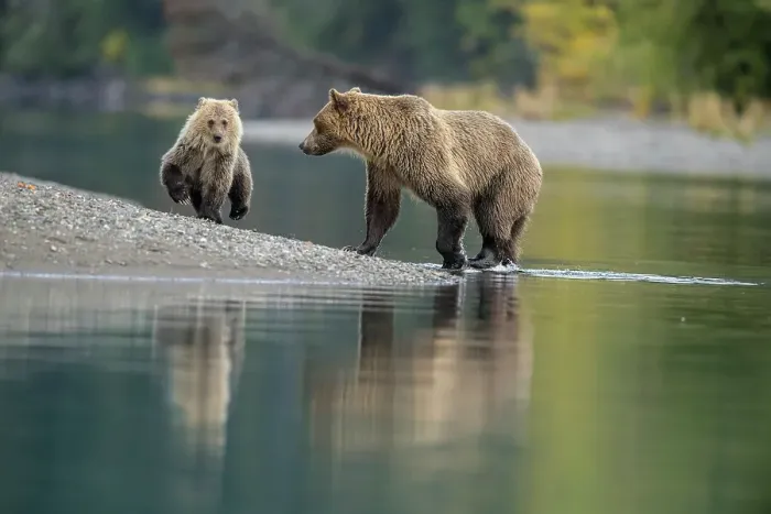 Framed Print : Grizzly bear (Ursus arctos)- First-year cub interacting with mother on shore of the Chilko River, Chilcotin Wilderness, BC Interior, Canada Framed Print : Grizzly bear (Ursus arctos)- First-year cub interacting with mother on shore of the Chilko River, Chilcotin Wilderness, BC Interior, Canada