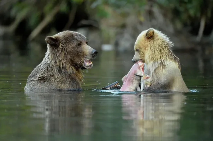 Framed Print : Grizzly bear (Ursus arctos)- first-year white cub and brown mother feeding on salmon on Chilko River, Chilcotin Wilderness, BC Interior, Canada