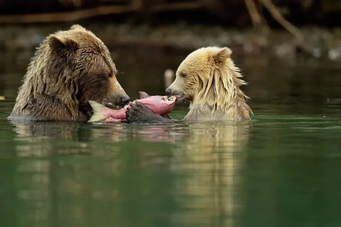 Framed Print : Grizzly bear (Ursus arctos)- first-year white cub and brown mother feeding on salmon on Chilko River, Chilcotin Wilderness, BC Interior, Canada Framed Print : Grizzly bear (Ursus arctos)- first-year white cub and brown mother feeding on salmon on Chilko River, Chilcotin Wilderness, BC Interior, Canada
