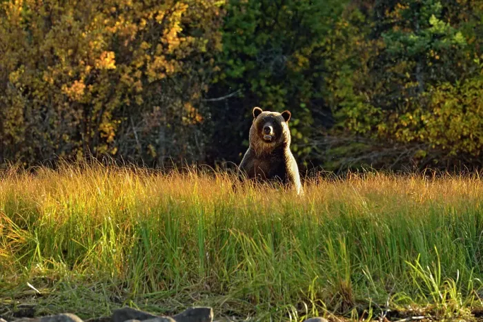 Framed Print : Grizzly bear (Ursus arctos)- Foraging along a riverbank during the autumn sockeye salmon spawning season, Chilcotin Wilderness, BC Interior, Canada