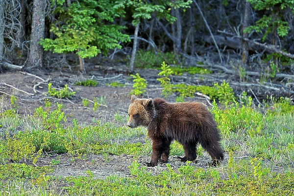 Grizzly bear (Ursus arctos horribilis) along the Alaska Highway Alaska Highway east of Haines Junction, Yukon, Canada