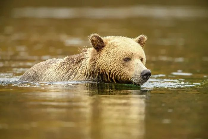 Framed Print : Grizzly bear (Ursus arctos)- Hunting for sockeye salmon in the Chilko River, Chilcotin Wilderness, BC Interior, Canada Framed Print : Grizzly bear (Ursus arctos)- Hunting for sockeye salmon in the Chilko River, Chilcotin Wilderness, BC Interior, Canada