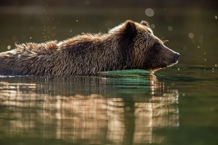 Framed Print : Grizzly bear (Ursus arctos)- Hunting for sockeye salmon in the Chilko River, Chilcotin Wilderness, BC Interior, Canada