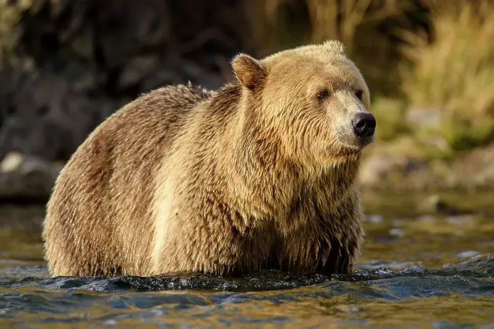 Framed Print : Grizzly bear (Ursus arctos)- Hunting for sockeye salmon in the Chilko River, Chilcotin Wilderness, BC Interior, Canada Framed Print : Grizzly bear (Ursus arctos)- Hunting for sockeye salmon in the Chilko River, Chilcotin Wilderness, BC Interior, Canada